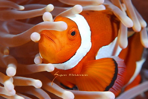 Anemone Fish feelin the groove by Suzan Meldonian 